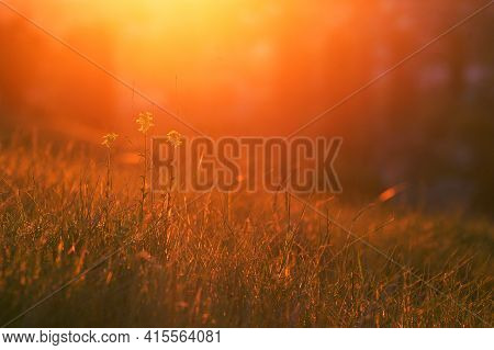 Sunset. Grass And Flowers In Bright Warm Rear Light . Copy Space. Spring, May, Cremea