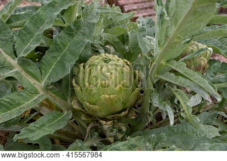 Artichoke Plant With Buds And Leaves. Cynara Cardunculus.
