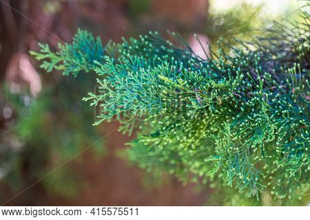 Juniper Green Branch Close Up On Blurred Background. Juniperus Excelsa, Commonly Called The Greek Ju