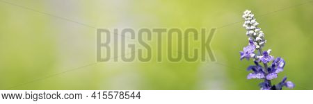 Closeup Of Beautiful Purple Lavender Flower On Blurred Gereen Background With Copy Space Using As Ba
