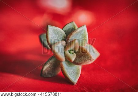 Succulent plant new rosette from leaf propagation. Succulents plants growing gardening at home.
