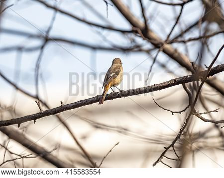 A Female Daurian Redstart, Phoenicurus Auroreus, Perched In A Winter Bare Tree Near A Farm In Kanaga