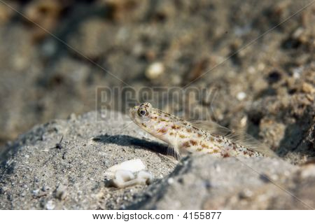 Süslü Shrimpgoby