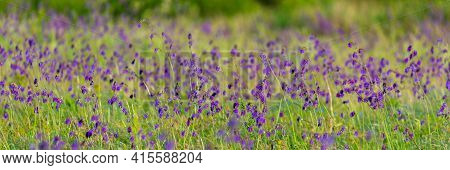 Salvia Or Sage Flowers. Summer Meadow Background.