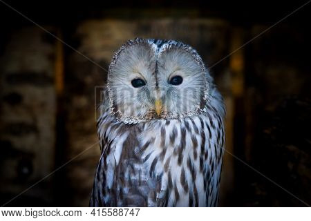 Portrait Of Strix Uralensis Or Ural Owl.