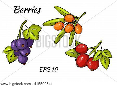 Set Of Colorful Berries. Twigs Of Red Currant, Stinging, Rose Hips.