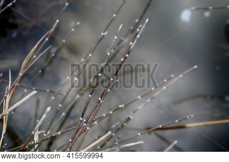 View Of Equisetum Hyemale, Known As Rough Horsetail Plant Being Irrigated In A City Park