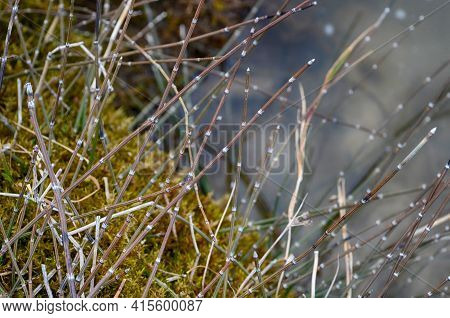 View Of Equisetum Hyemale, Known As Rough Horsetail Plant Being Irrigated In A City Park