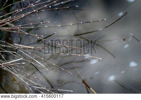 View Of Equisetum Hyemale, Known As Rough Horsetail Plant Being Irrigated In A City Park