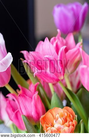 Pink Tulip Cultivar With Many Petals Macro Photography On A Pink Background Of Other Tulips. For Con