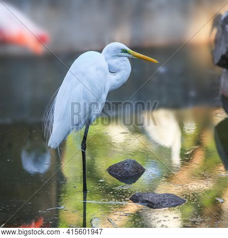 Close up shot of Great white Egret