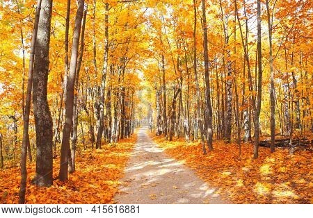 Calm fall season. Beautiful landscape with road in autumn forest. Maples and birch trees with green, yellow and orange leaves and footpath in the woodland in sunny day
