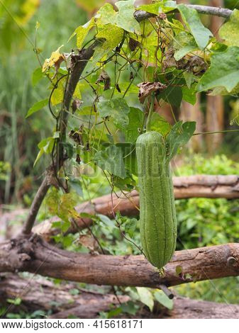 Luffa Acutangular, Cucurbitaceae Green Vegetable Fresh In Garden On Nature Background