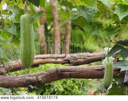 Luffa Acutangular, Cucurbitaceae Green Vegetable Fresh In Garden On Nature Background