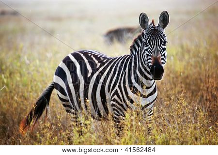 Zebra portræt på afrikanske savanne. Safari i Serengeti, Tanzania