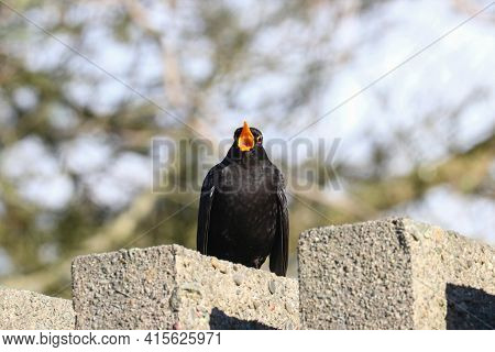 A Male Blackbird With Beak Open Regurgitating A Pellet