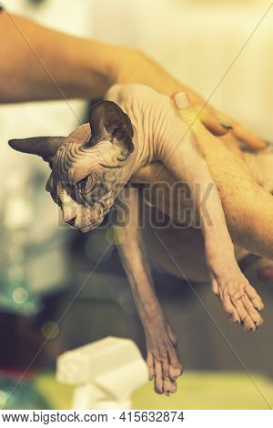 Top Photo Of A Domestic Cat Without Fur. Bald Sphynx Cat Bites The Hand, The Cat Plays. Young Bald S