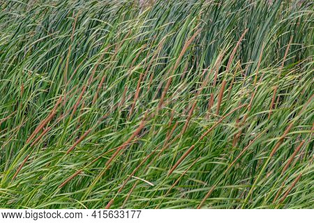 Reeds And Sedges On A Bright Sunny Day. Grasses And Sedges, No Focus, Specifically.