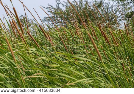 Reeds And Sedges On A Bright Sunny Day. Grasses And Sedges, No Focus, Specifically.