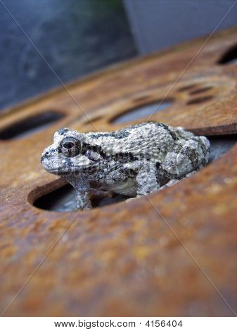 Grenouille