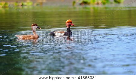 To rødt-crested Pochards, vandrende, fugl, dykning ænder, Rhodonessa rufina, badesø, kopiere plads