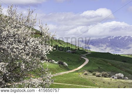 View Of Mount Hermon With A Snow-capped Peak In The Clouds With A Flowering Syrian Pear Tree