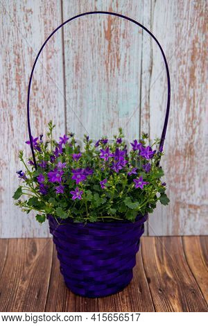 Beautiful Purple Basket With A Campanules Plant In Full Bloom