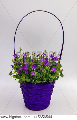 Beautiful Purple Basket With A Campanules Plant In Full Bloom