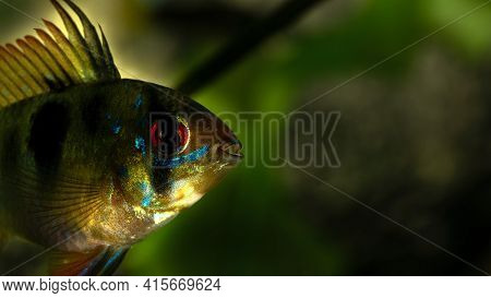 Apistogramma Exotic Freshwater Aquarium Fish. Dwarf Cichlid. Macro Shooting