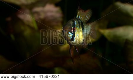 Apistogramma Exotic Freshwater Aquarium Fish. Dwarf Cichlid. Macro Shooting