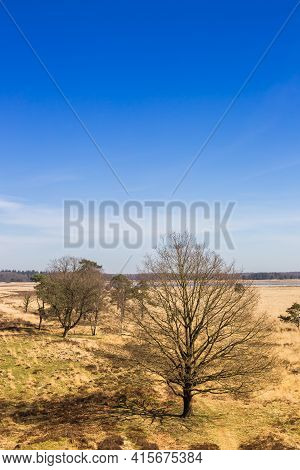 Bold Tree On The Heather Field Of Drents-friese Wold, Netherlands