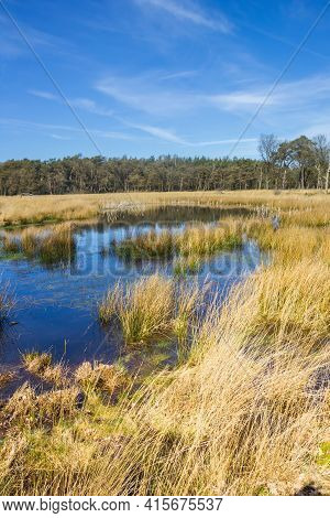 Yellow Reed At The Pond Of Nature Area Drents-friese Wold, Netherlands