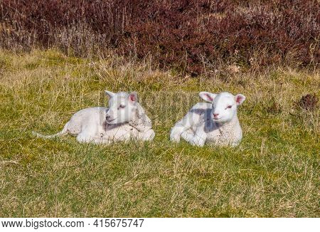 Two Little White Lambs Lying In The Grass In Nature Area Drents-friese Wold, Netherlands