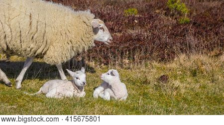 Panorama Of A Mother Sheep With Two Lambs In Nature Reserve Drents-friese Wold, Netherlands
