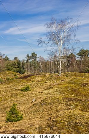 Birch Tree On Top Of The Dunes In National Park Drents-friese Wold, Netherlands