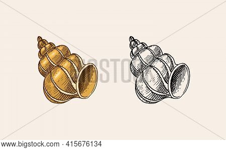Sea Shell Or Mollusca Different Forms. Engraved Hand Drawn In Old Sketch, Vintage Style. Nautical Or