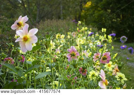 Flowers In The Garden. Many Different Inflorescences In The Park. Flowerbed With Flowers. Garden Flo
