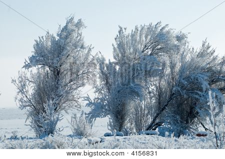 Winter Aspect