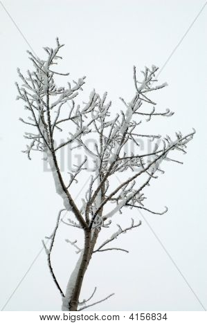 White Tree
