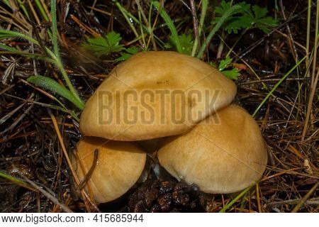 Spring Fungi Collybia Dryophila (latin: Gymnopus Dryophilus) Grows In A Pine Forest. Mushrooms Close