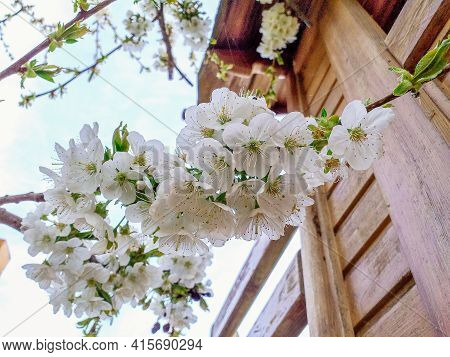 Peerless Apricot Blossom In Spring Against The Blue Sky. Apricot Branches In Bloom. Spring Concept.