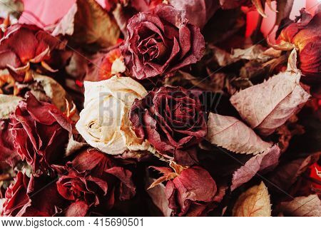 Large And Beautiful Bouquet Of Dried Red And White Roses On A White Wooden Table In The Style Of Pro