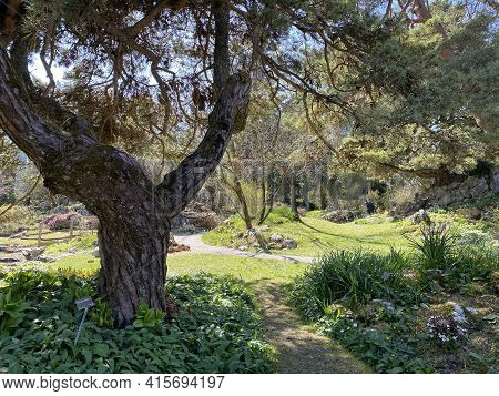 Rockery Or Rocailles, Conservatory And Botanical Garden Of The City Of Geneva (conservatoire Et Jard