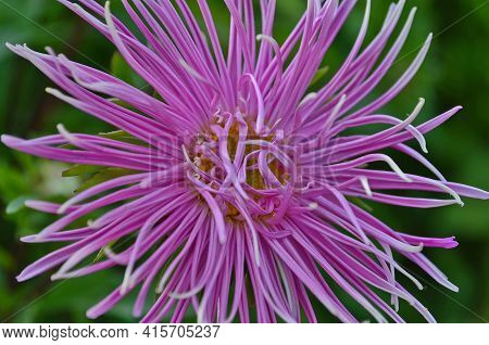 Aster, A Popular Fall Flower, Has Light Symbolism. The Name Of The Flower Aster Means A Star.