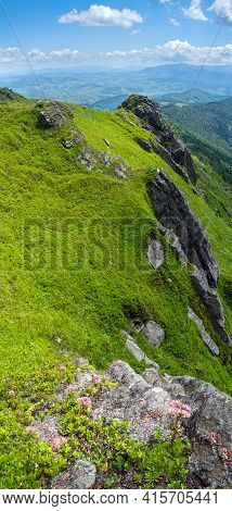 Pink Rose Succulent Flowers On Summer Rocky Mountain Slope. Pikuj Mountain, Carpathian, Ukraine.