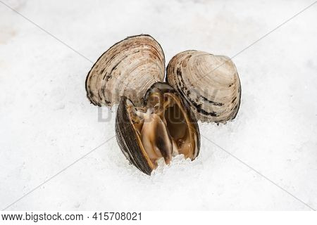 A Clam Spisula On An Ice Display Case.