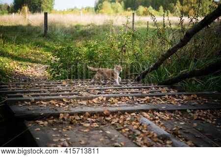 Curious Ginger Kitten Exploring The Outdoors On A Wooden Bridge, Covered With Leaves
