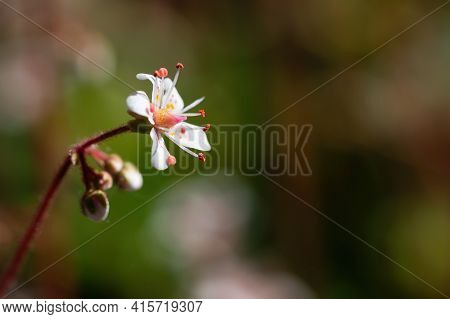Blooming Flower Of Saxifrage Umbrosa In The Summer Garden Close-up, Selective Focus, Copy Space