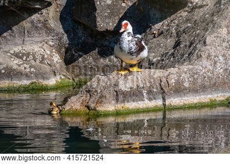White And Black Duck With Red Head, The Muscovy Duck, Standing On The Shore Of The Pond With Its Cut