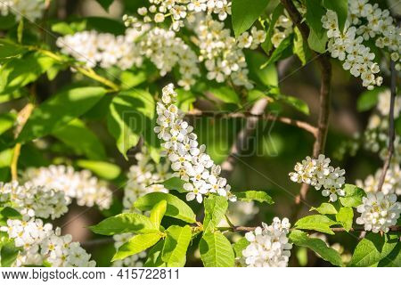 White Flowers Blooming Bird Cherry. Bird Cherry Tree In Blossom. Close-up Of A Flowering Prunus Padu